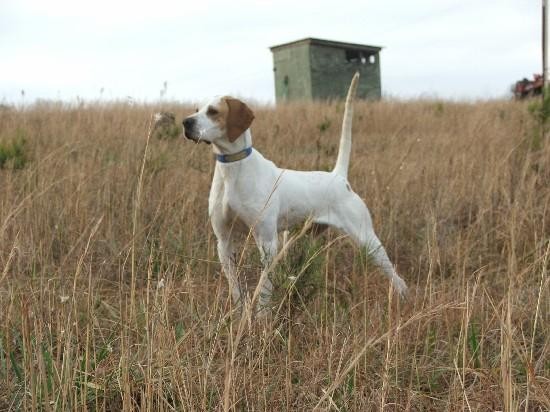 PINEHILL PHANTOM MISS GOLD