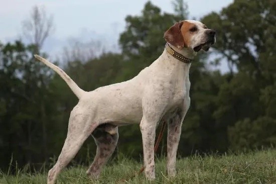 PINEHILL ELHEW DUKE